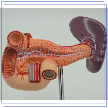 PNT-0470 life size Pancreas model for human